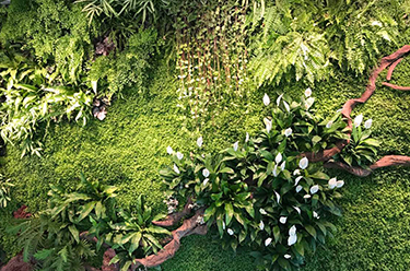石头苔藓墙垂直绿化工程景观园艺施工与设计