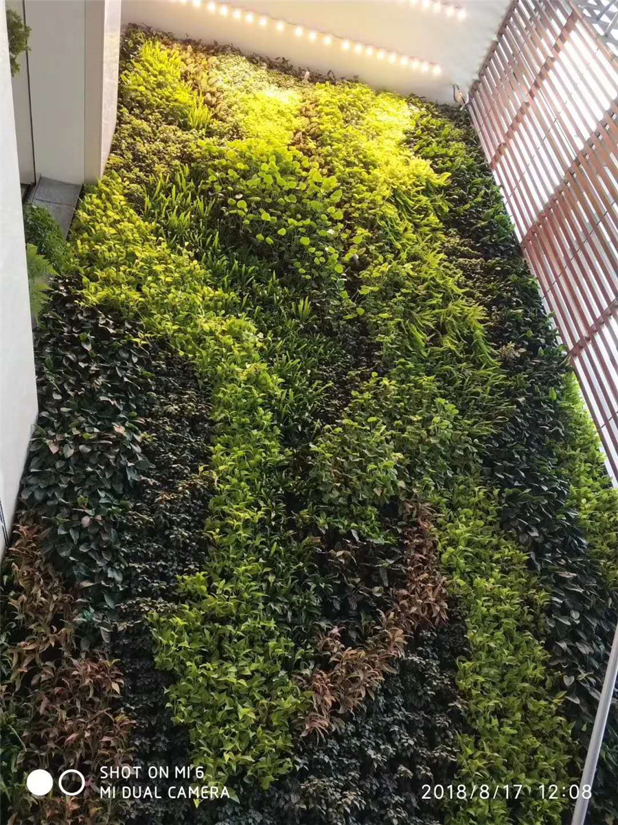 腾讯大厦室内垂直绿化植物墙案例