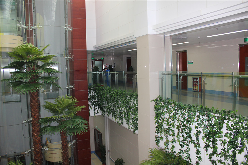蓉馨医院景观绿化仿真玻璃钢大树案例