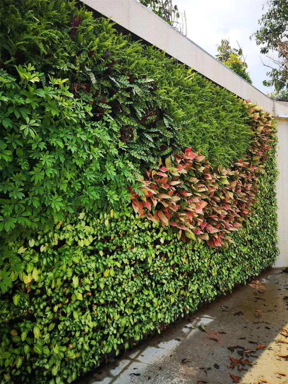 成都室外垂直绿化植物墙，重庆华润置地施工案例 (2)