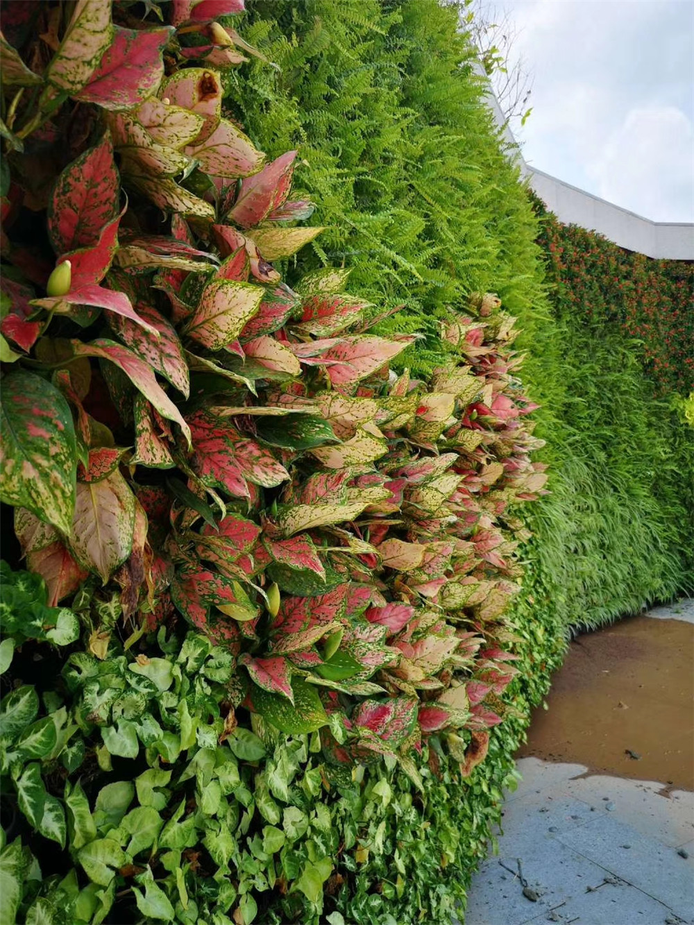 成都室外垂直绿化植物墙，重庆华润置地施工案例 (3)