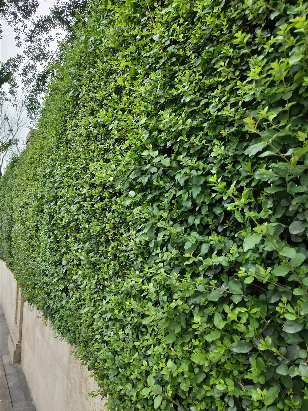 成都双流区香港城市大学研究所立体植物墙制作 (4)