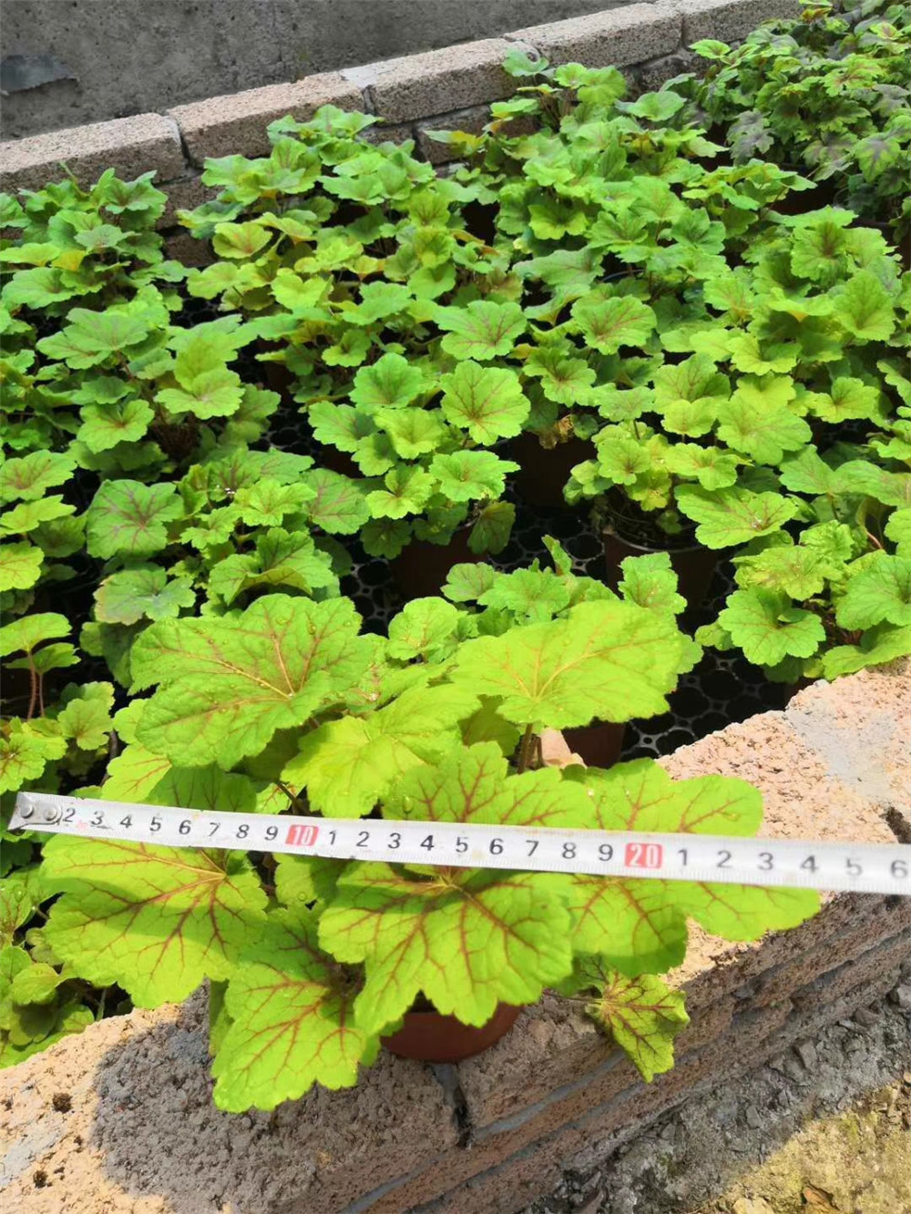 立体绿化如何应用于城市隧道入口的景观设计