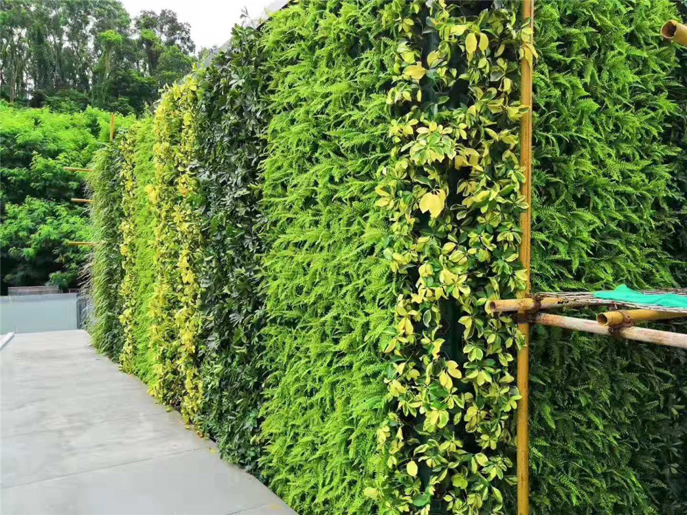 绿色植物墙干枯、黄叶维护治理办法