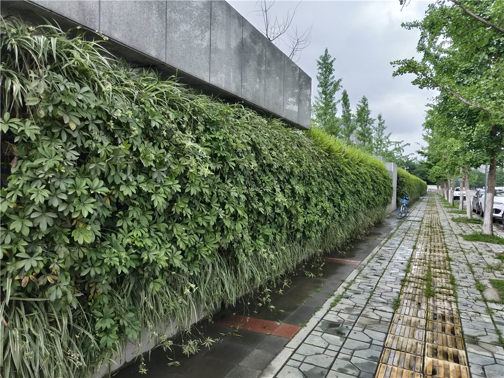 成都双流区香港城市大学研究所立体植物墙制作 (2)