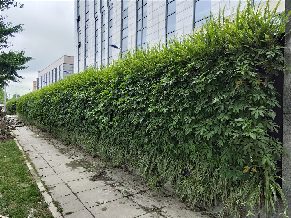 成都双流区香港城市大学研究所立体植物墙制作 (3)