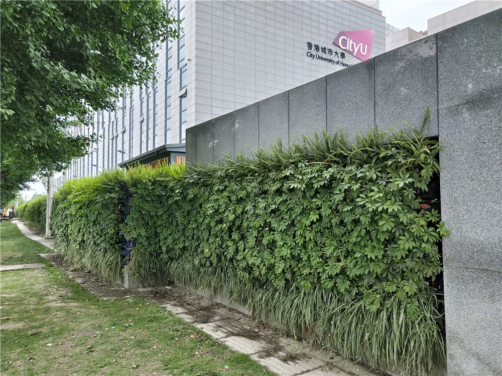 室外垂直绿化植物墙，成都双流区香港城市大学研究所
