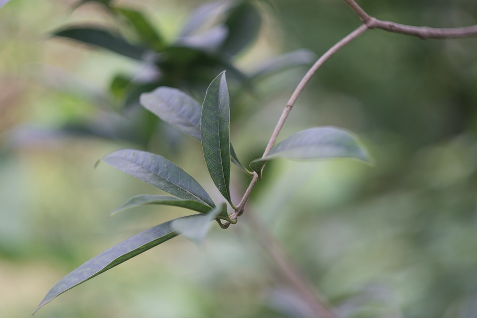 桂花树