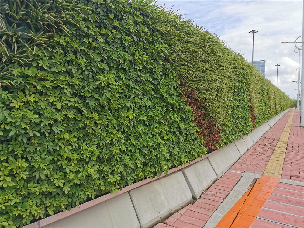 植物墙绿意盎然的设计手法和植物组合方式