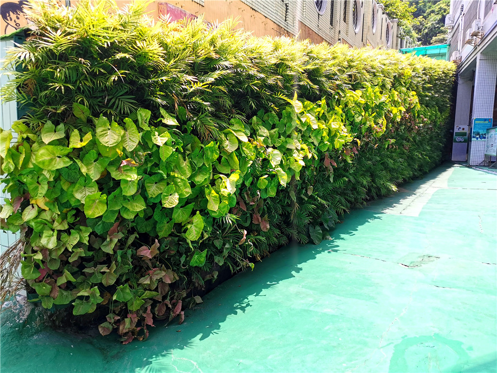 珠海香洲区第四小学垂直绿化植物墙 (2)