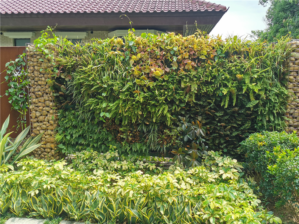 深圳活体植物墙公司常用植物