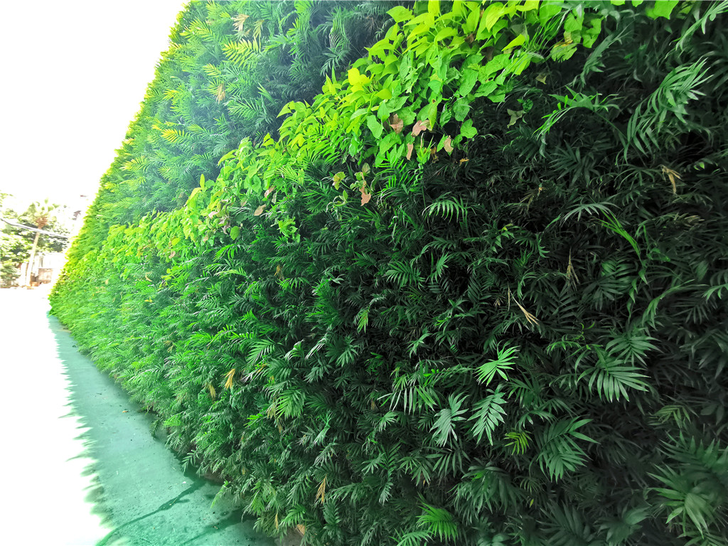 珠海香洲区第四小学垂立体直绿化植物墙