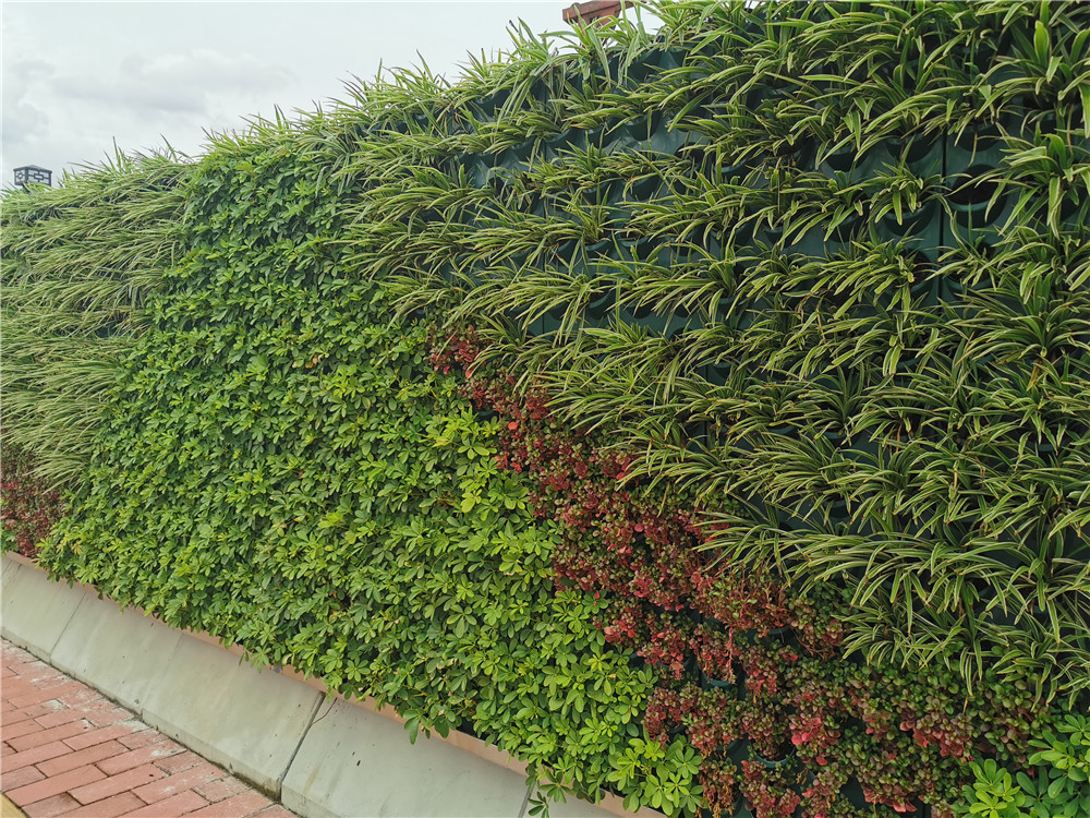 广州琶洲会展中心立体垂直绿化植物墙围挡案例