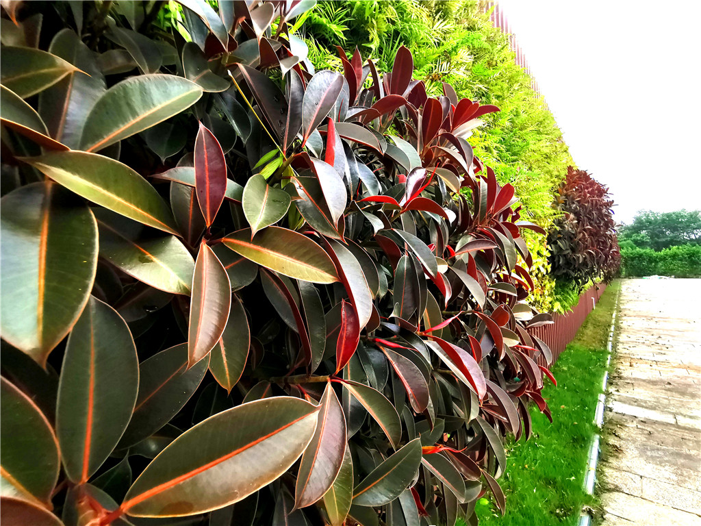 珠海垂直立体绿化植物墙，观塘富力城售楼部装饰 (3)