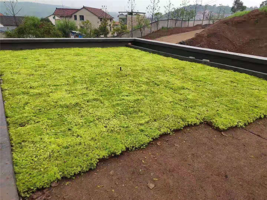 成都天府农庄屋顶绿化 (6)