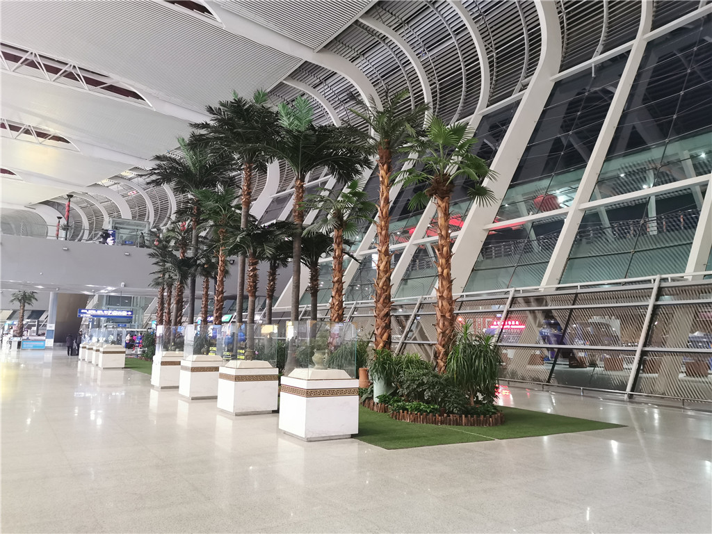 合肥新桥机场椰子树 (2)