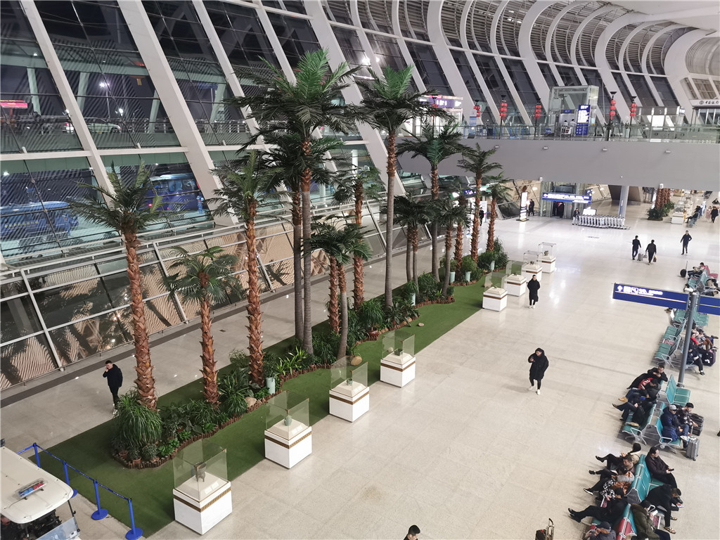 合肥新桥机场椰子树 (4)