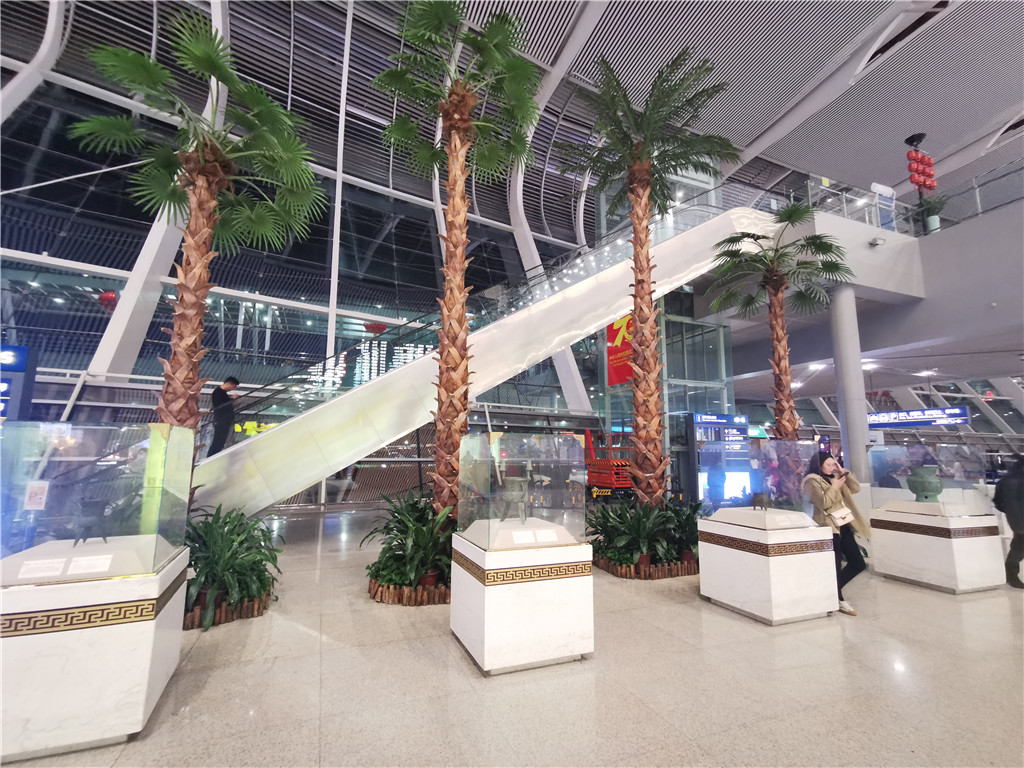 合肥新桥机场椰子树 (3)