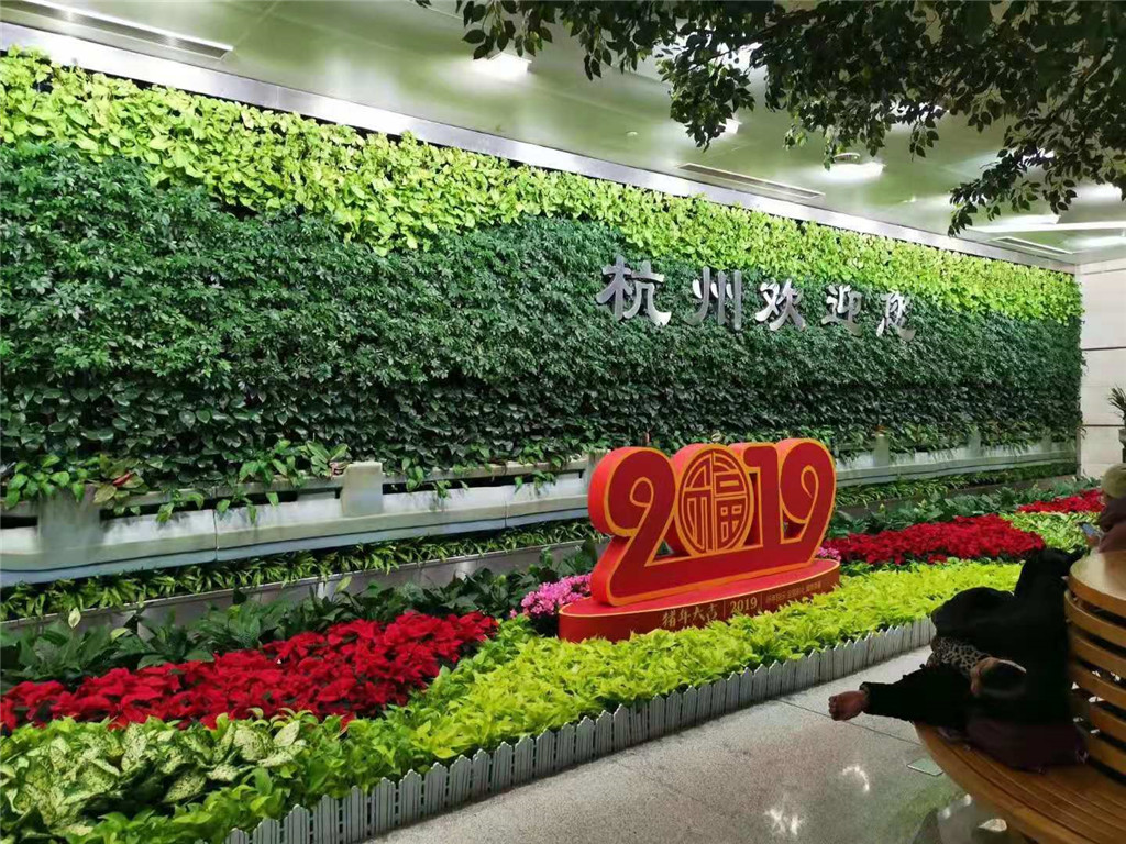 杭州机场植物墙 (1)