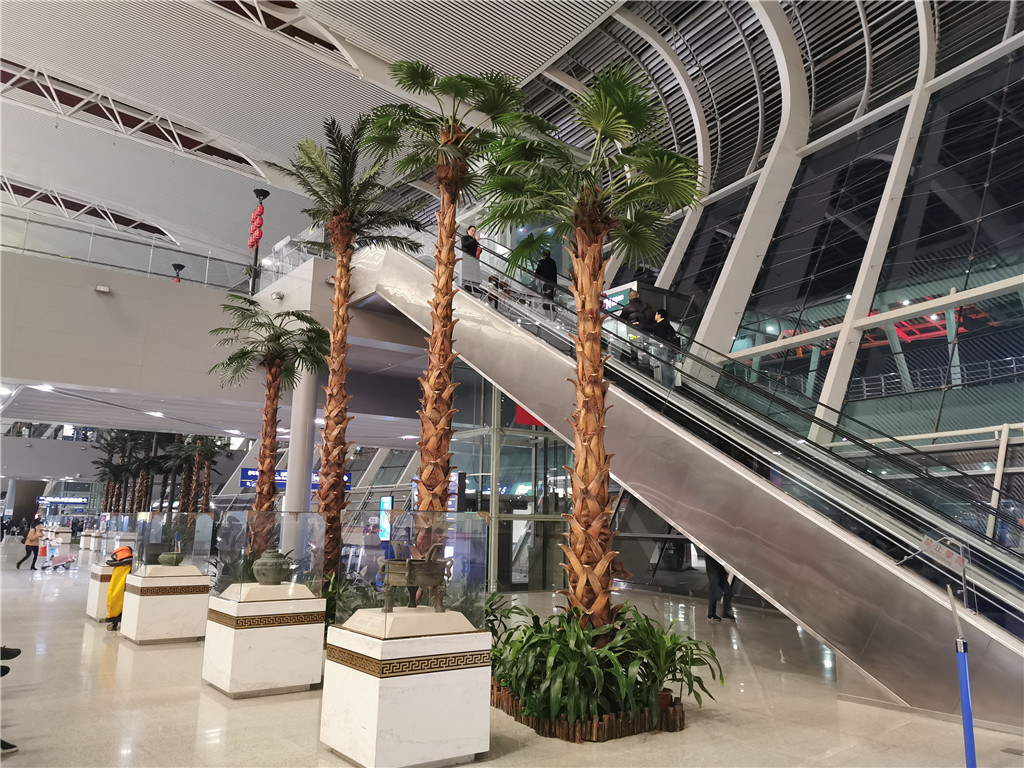 合肥新桥机场椰子树 (1)