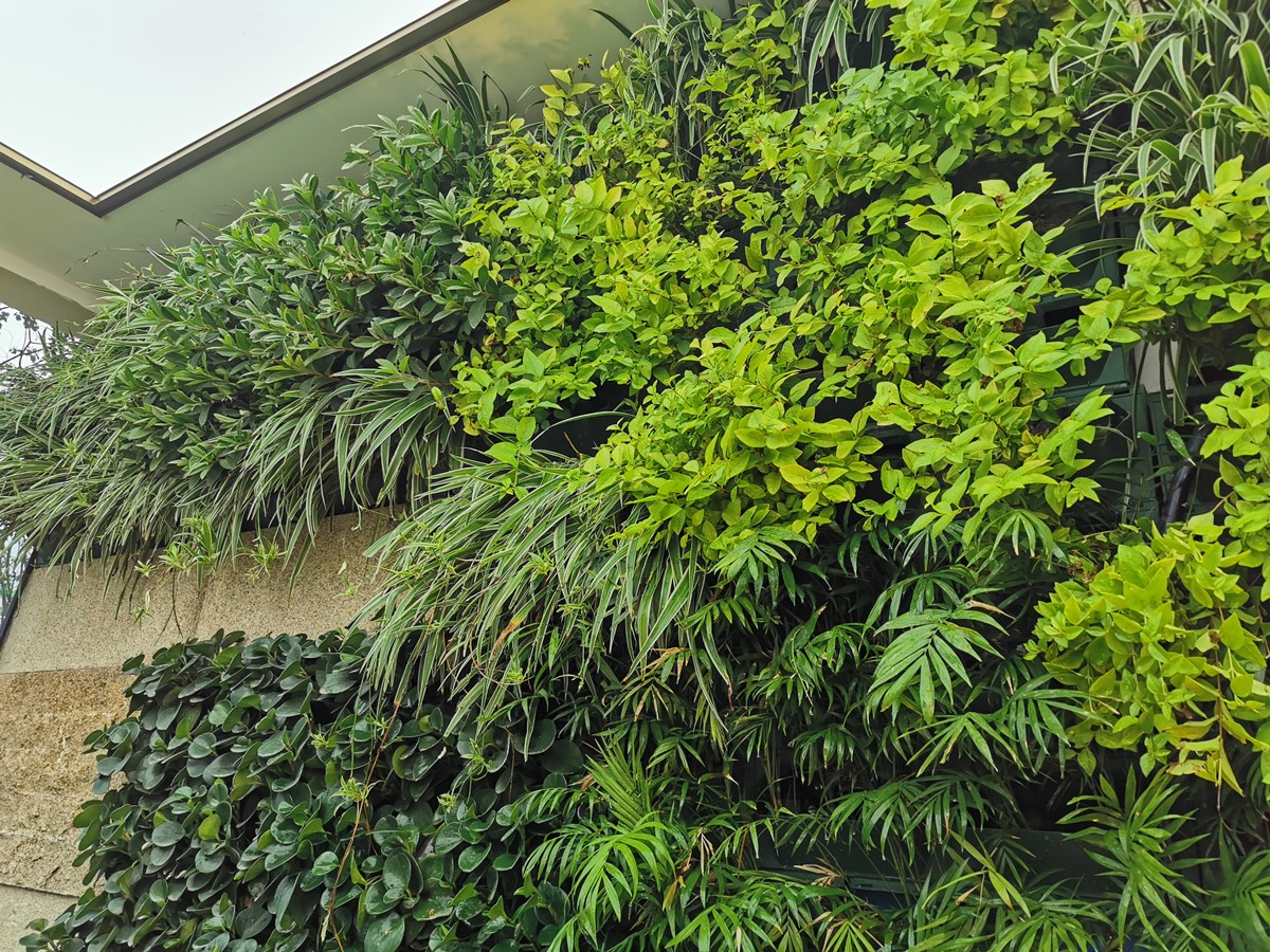 四川成都室内垂直绿化植物墙，仁寿观澜大院案例 (1)